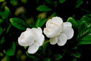栀子花怎么缓苗