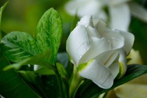 栀子花如何修剪