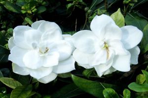栀子花春天怎么养
