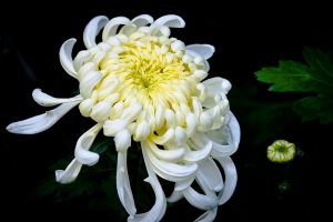 菊花叶子枯萎了怎么办