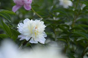 芍药烂根怎么办