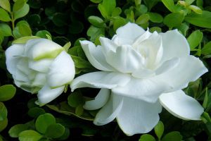 栀子花怎么养才会茂盛