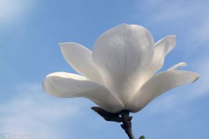 白玉兰和紫玉兰的区别