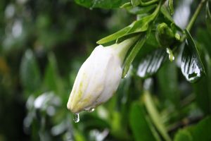 栀子花长白粉虱怎么办