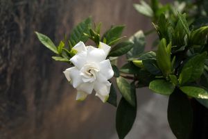 栀子花长红蜘蛛怎么办