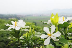 栀子花为什么只长叶子不开花