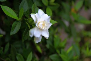 栀子花长腻虫怎么办