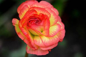 花毛茛叶子发黄怎么办