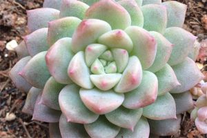 粉蔓怎么养