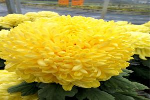 菊花秋天怎么养