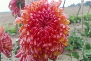 如何延长菊花的花期