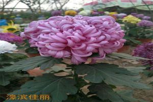 菊花怎么浇水