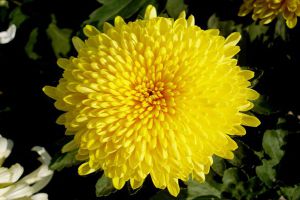 菊花能放在卧室吗
