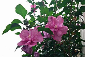 木槿花常见虫害及解决办法