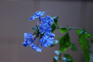 蓝雪花怎么爆盆