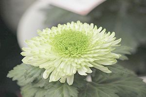 菊花能放在室内吗