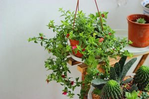 牡丹吊兰和穿心莲是一种植物吗