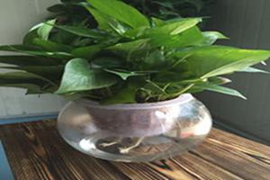 水培绿萝如何修剪
