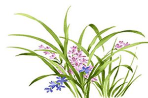 兰花如何修根