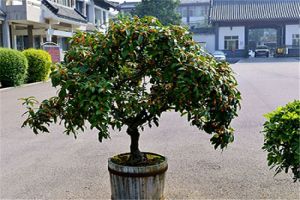 桂花树叶子干枯发黄怎么办