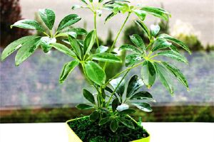 鹅掌木剪枝可以种植吗