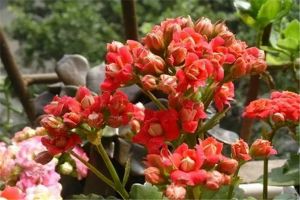 长寿蹭蹭猛蹿，光长叶不开花？来1刀，1个月爆盆给你看...