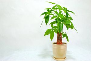 怎样使发财树叶子更绿