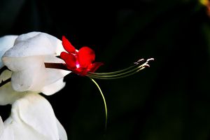 如何延长龙吐珠的花期