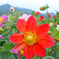 小丽花的别称有哪些