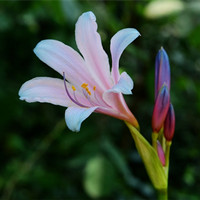 换锦花的别名,你知道吗？
