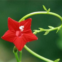 茑萝还有这样的名字
