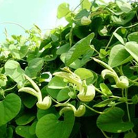 管花马兜铃的特点是什么?