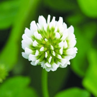 白车轴草的花名是什么