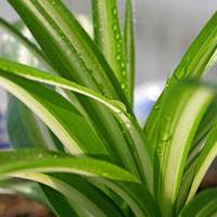 吊兰容易种植吗？