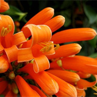 炮仗花还可以这样叫它