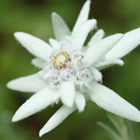 雪绒花的特别之处有哪些？