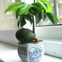 绿元宝的特点是什么?