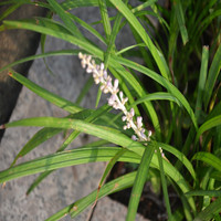 麦冬草,也可以这样叫