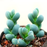 鹿角海棠这样别致,你会喜欢吗?