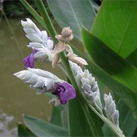 再力花花名是啥?