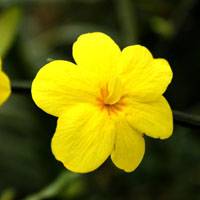 迎春花在这样的环境生长更好