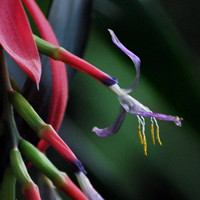 垂花水塔花容易种植吗？