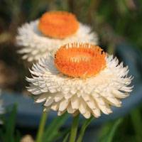 菊花的生长优势