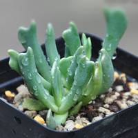 快刀乱麻原来也有花名