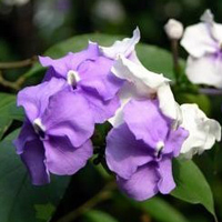 双色茉莉原来也有花名