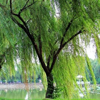 垂柳的特性，你知道吗？
