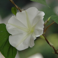 月光花的别名,你知道吗？