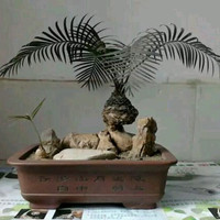 苏铁以怎样的环境生长为佳