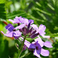 蓝香芥也被叫做什么？