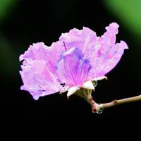 紫薇花原来也有花名